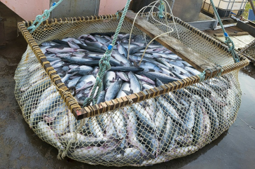 В Шотландии резко выросло применение антибиотиков при выращивании лосося